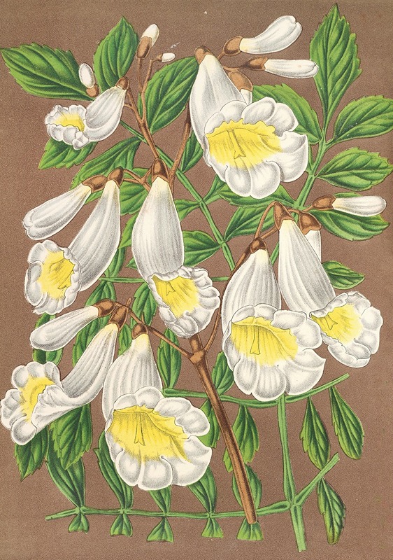 Charles Antoine Lemaire - Jacaranda digitalillora (albiflora)