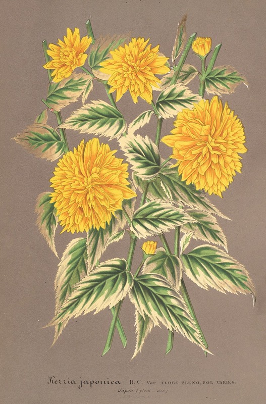 Charles Antoine Lemaire - Kerria japonica, var. fol. argenteo-variegatis