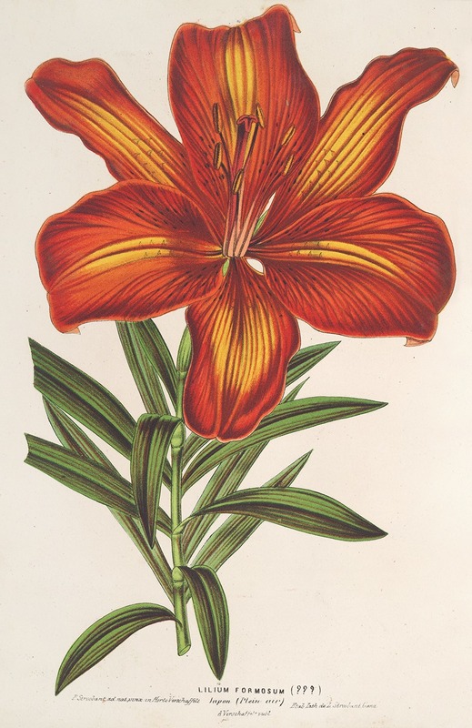 Charles Antoine Lemaire - Lilium formosum