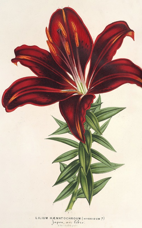 Charles Antoine Lemaire - Lilium hæmatochroum (hybridum)