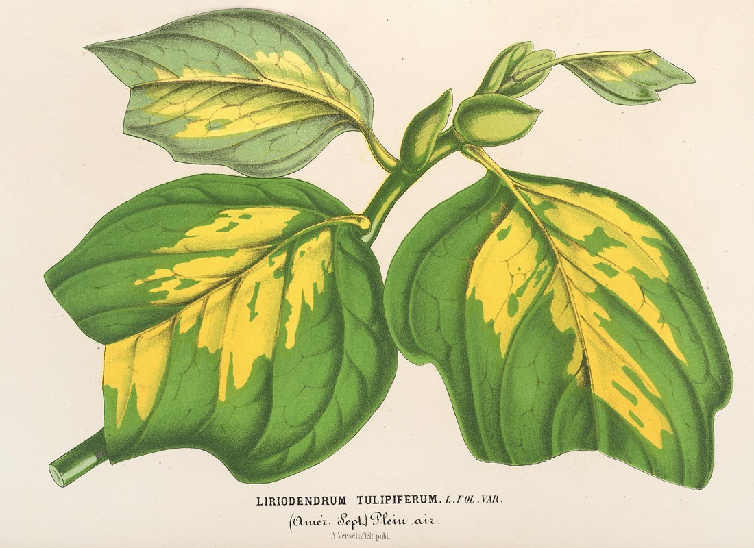 Charles Antoine Lemaire - Liriodendrum tulipiferum