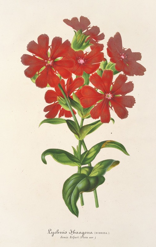 Charles Antoine Lemaire - Lychnis Haagena