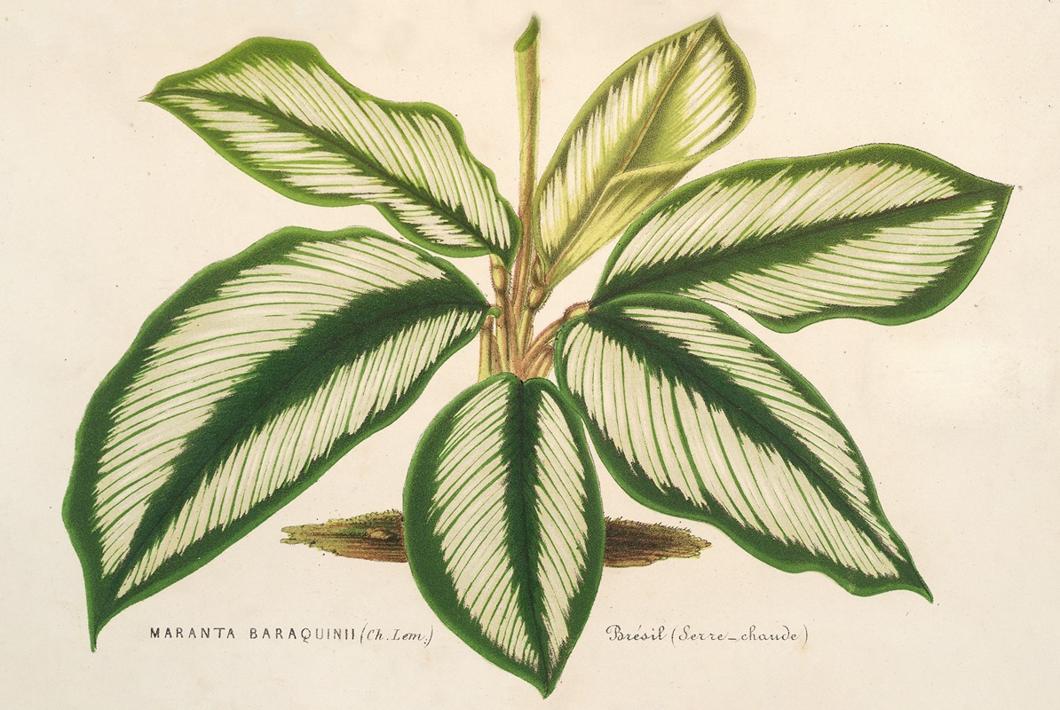 Charles Antoine Lemaire - Maranta Baraquinii