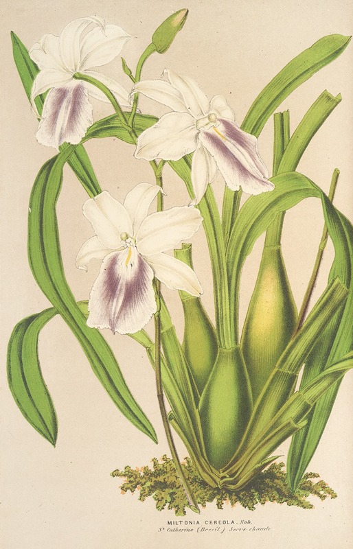 Charles Antoine Lemaire - Miltonia cereola