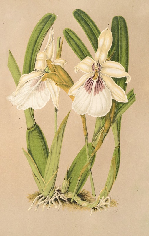 Charles Antoine Lemaire - Miltonia spectabilis, var. virginalis