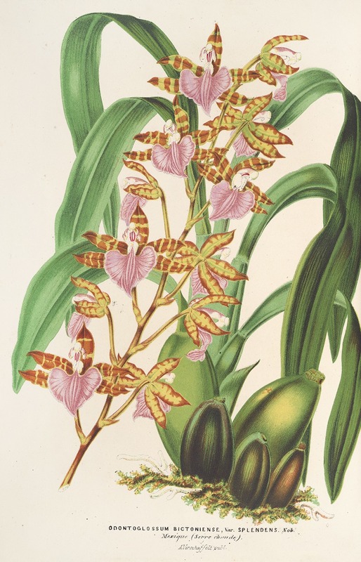 Charles Antoine Lemaire - Odontoglossum bictoniense (var. splendens)