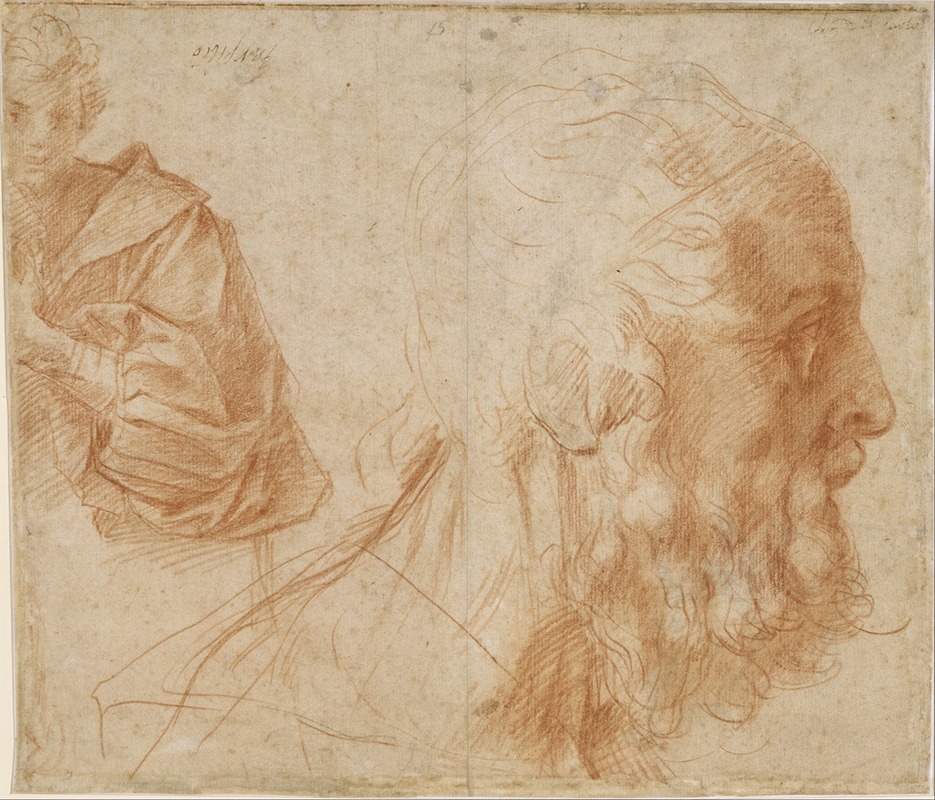 Andrea del Sarto - Sheet of studies with a youth and the head of an old man looking to the right