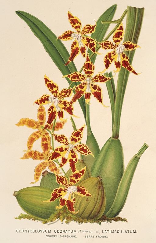 Charles Antoine Lemaire - Odontoglossum odoratum, var. latima-culatum