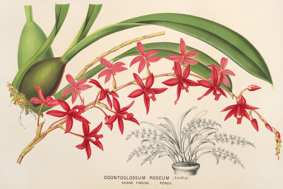 Charles Antoine Lemaire - Odontoglossum roseum
