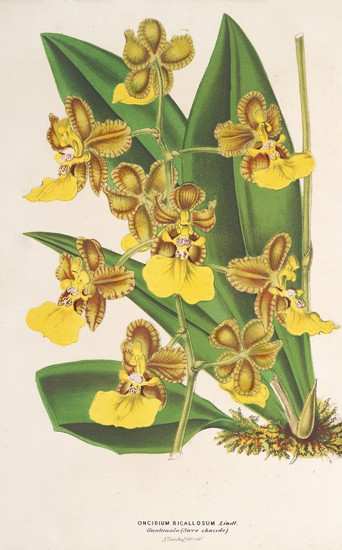 Charles Antoine Lemaire - Oncidium bicallosum