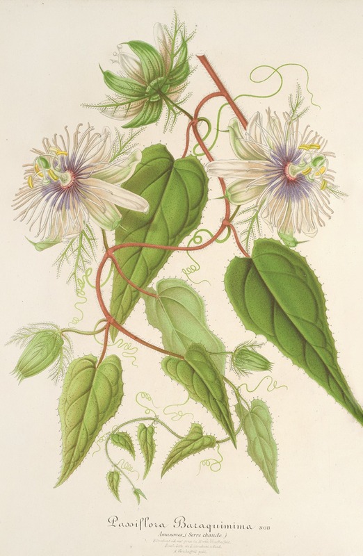 Charles Antoine Lemaire - Passiflora Baraquiniana