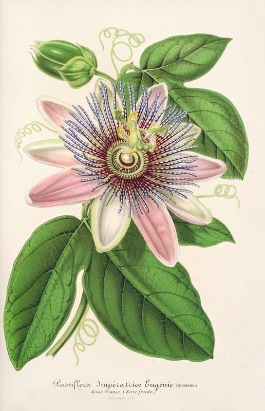 Charles Antoine Lemaire - Passiflora Imperatrice Eugenie (hybride)