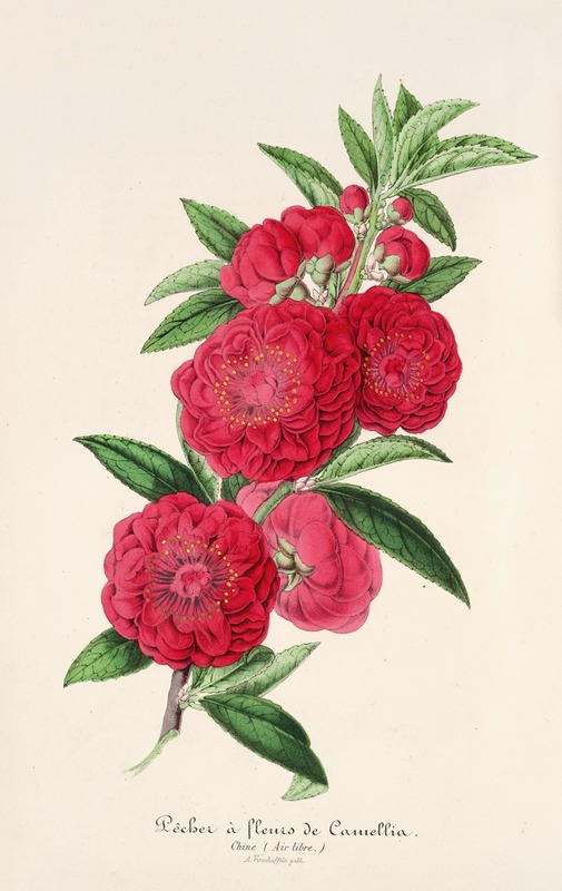 Charles Antoine Lemaire - Pecher a fleurs de Camellia