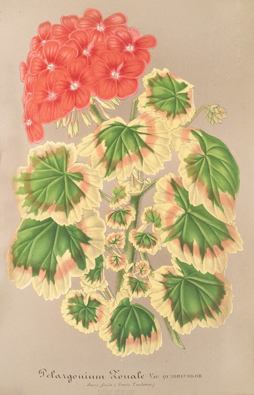 Charles Antoine Lemaire - Pelargonium zonale, var. quadricolor
