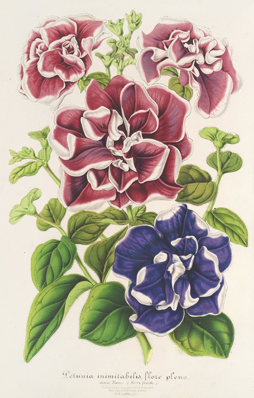Charles Antoine Lemaire - Pétunia inimitabilis (hybride), flore pleno