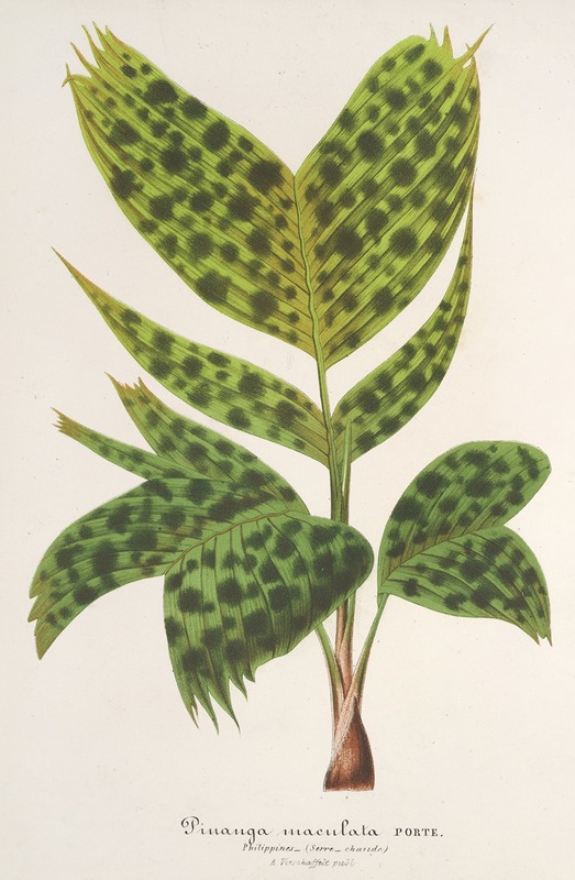 Charles Antoine Lemaire - Pinanga maculata