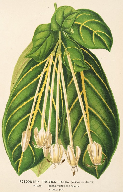 Charles Antoine Lemaire - Posoqueria fragrantissima