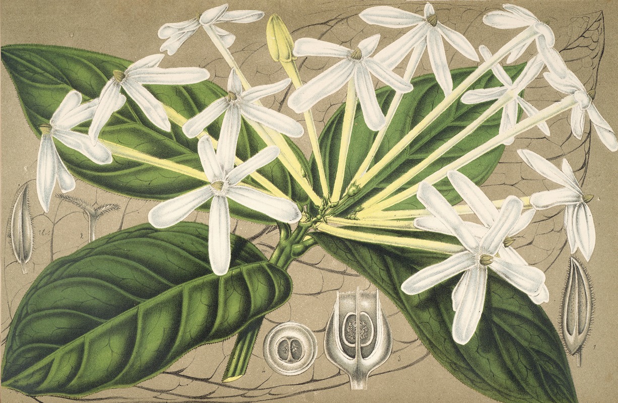 Charles Antoine Lemaire - Posoqueria multiflora
