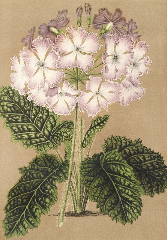 Charles Antoine Lemaire - Primula cortusoides var. grandiflora