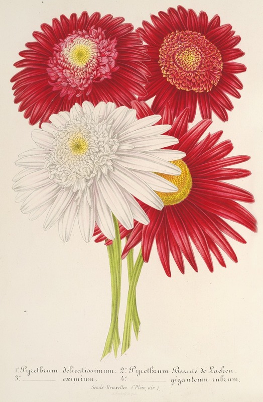 Charles Antoine Lemaire - Pyrethrum roseum (variétés jardiniques du)