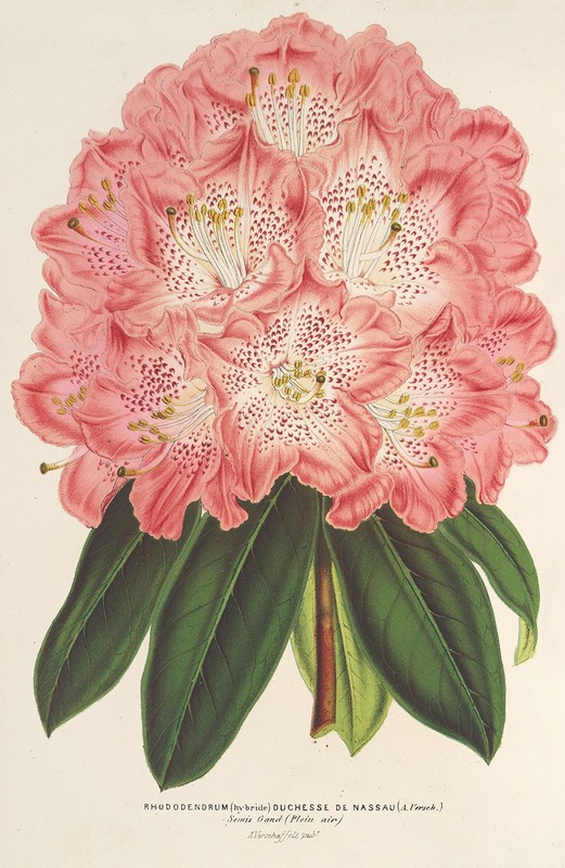 Charles Antoine Lemaire - Rhododendrum (hybridum) Duchesse de Nassau