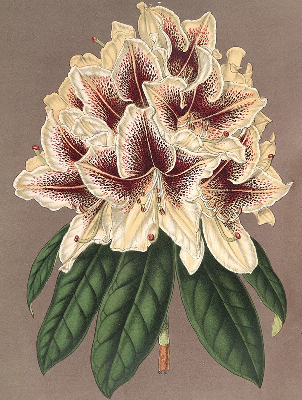 Charles Antoine Lemaire - Rhododendrum Archiduc Albert (hybride)