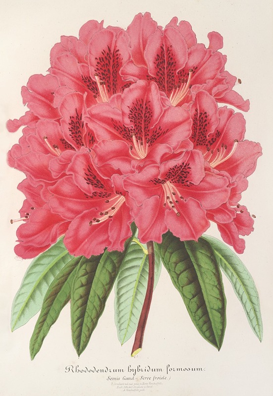 Charles Antoine Lemaire - Rhododendrum formosum