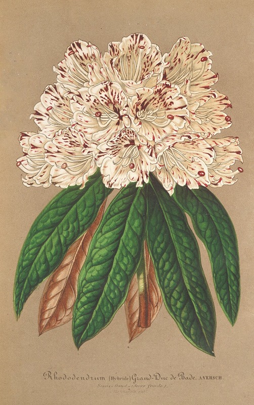 Charles Antoine Lemaire - Rhododendrum Grand Duc de Bade