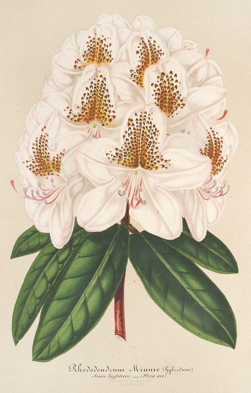 Charles Antoine Lemaire - Rhododendrum Minnie