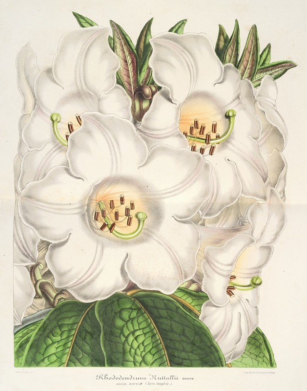 Charles Antoine Lemaire - Rhododendrum Nuttallii