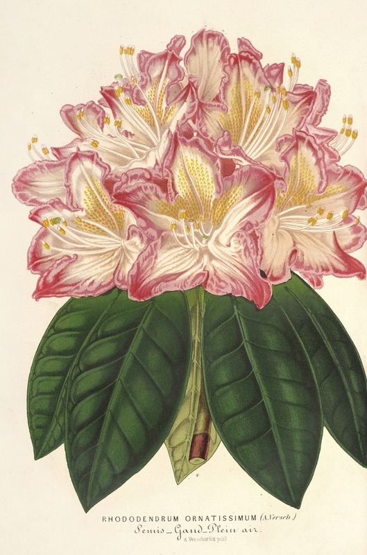 Charles Antoine Lemaire - Rhododendrum ornatissimum (hybr.)