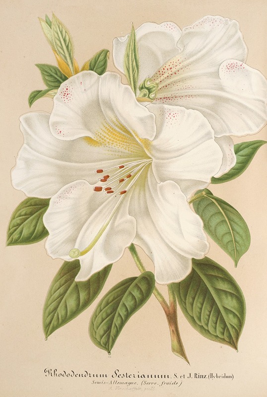 Charles Antoine Lemaire - Rhododendrum Sesterianum (hybrid.)