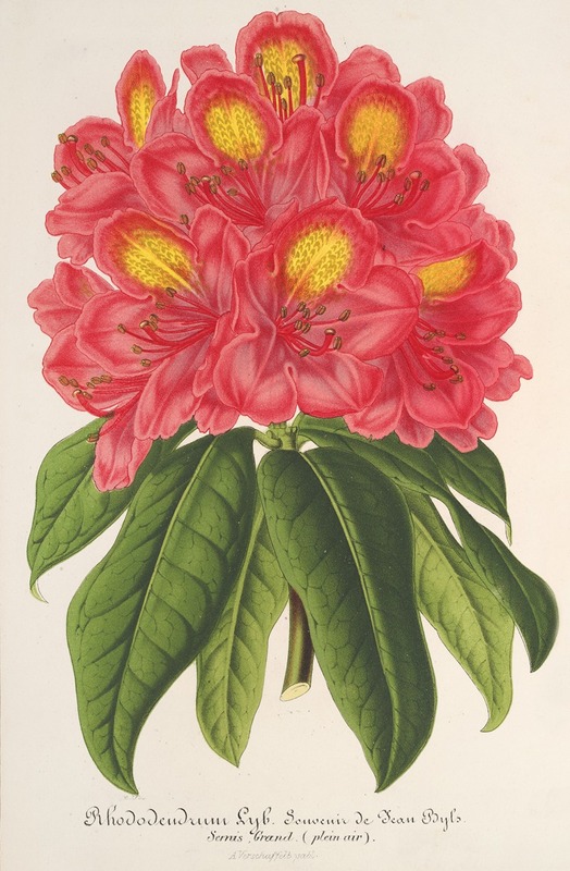 Charles Antoine Lemaire - Rhododendrum Souvenir de Jean Byls