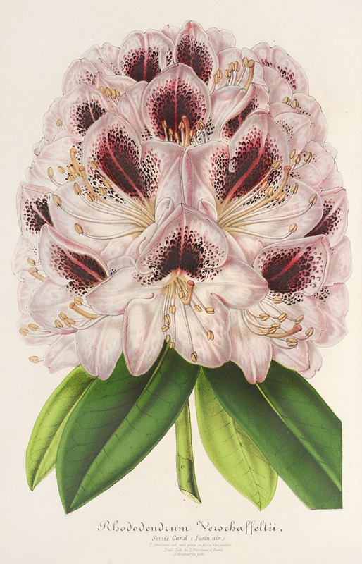 Charles Antoine Lemaire - Rhododendrum Verschaffeltii