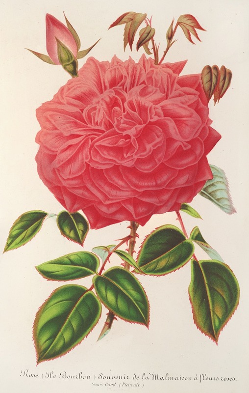 Charles Antoine Lemaire - Rose (Ile-Bourbon) var. Souvenir de la Malmaison a fleurs roses