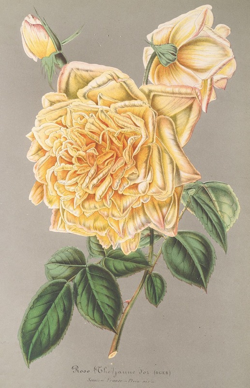 Charles Antoine Lemaire - Rose (Thé) Jaune d’or