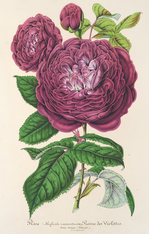 Charles Antoine Lemaire - Rose Reine des Violettes
