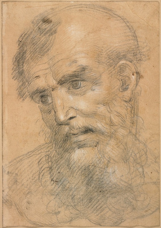 Giovanni Antonio Sogliani - Head of a Bearded Man