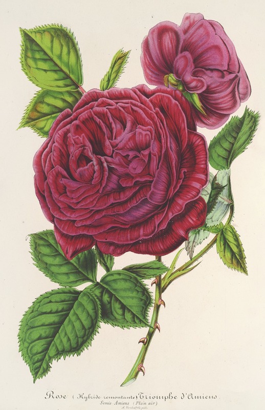 Charles Antoine Lemaire - Rose Triomphe d’Amiens