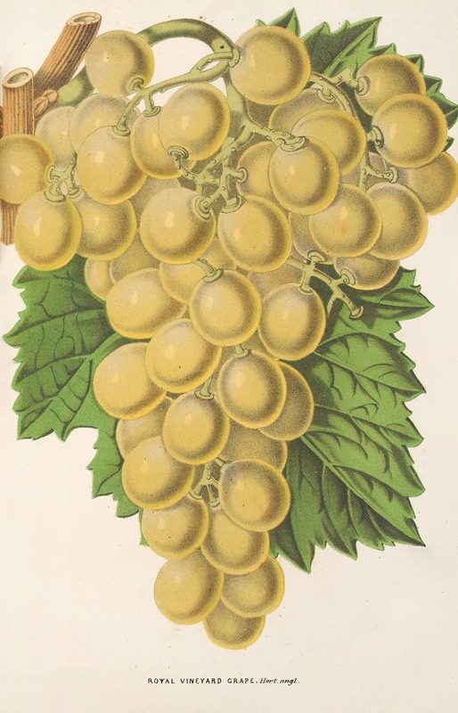 Charles Antoine Lemaire - Royal Vineyard Grape