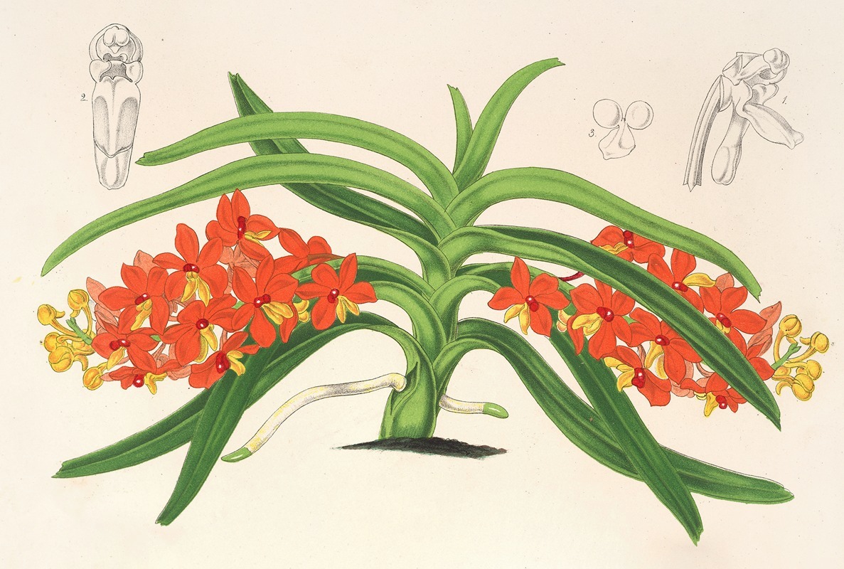 Charles Antoine Lemaire - Saccolabium curvifolium