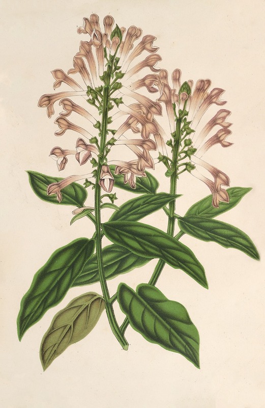 Charles Antoine Lemaire - Scutellaria albo-rosea