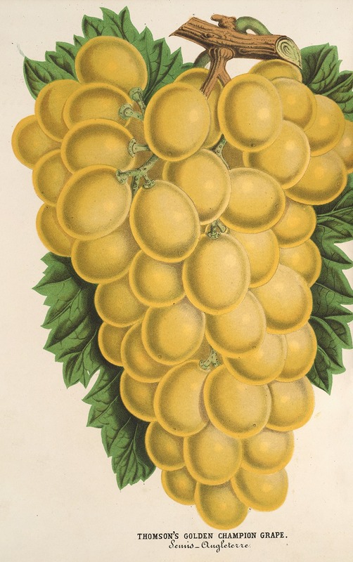 Charles Antoine Lemaire - Thomson’s Golden Champion Grape