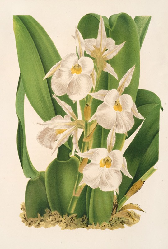 Charles Antoine Lemaire - Trichopilia fragrans nobilis