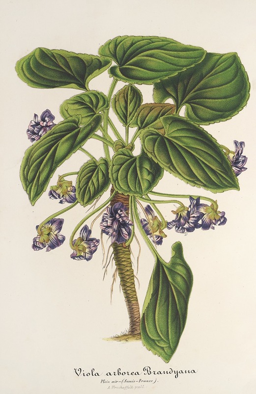 Charles Antoine Lemaire - Viola arborea Brandyana