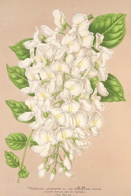 Charles Antoine Lemaire - Wisteria sinensis DC. var. albiflora