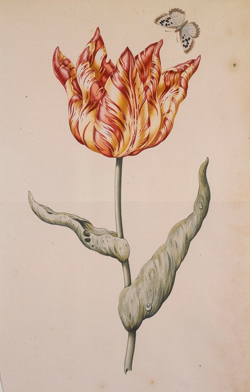 Dutch School - A Tulip With A Butterfly