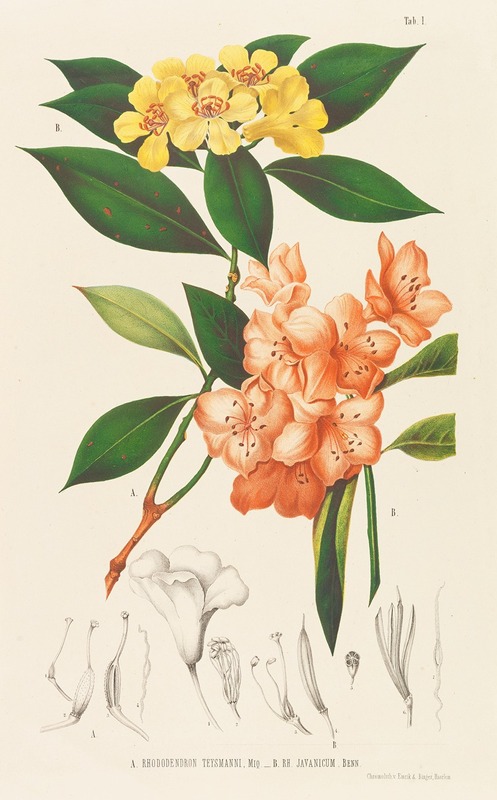 Friedrich Anton Wilhelm Miquel - Annales musei botanici