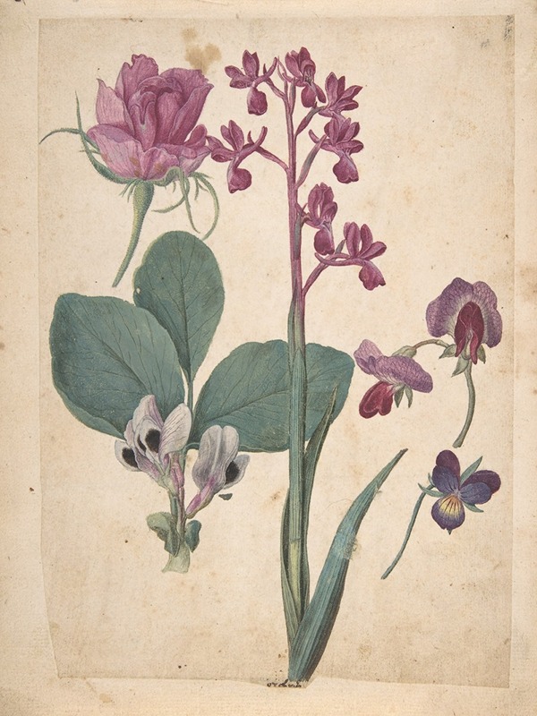Jacques Le Moyne de Morgues - A Sheet of Studies of Flowers; A Rose, a Heartsease, a Sweet Pea, a Garden Pea, and a Lax-flowered Orchid