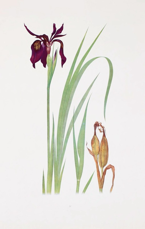 William Rickatson Dykes - Iris chrysographes